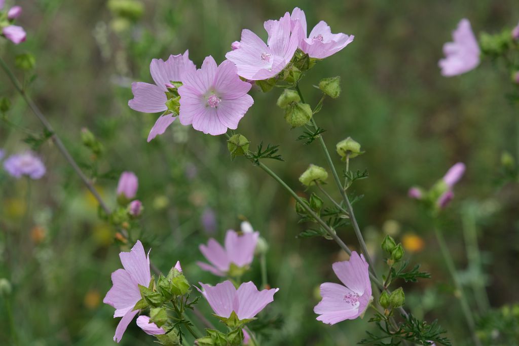 Mauve musquée