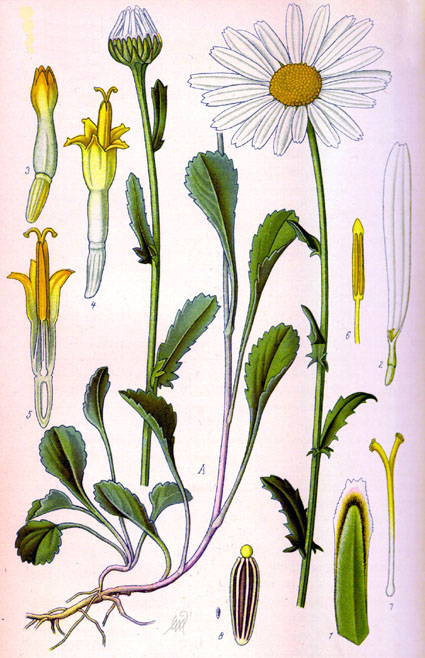 Marguerite des prés - graines