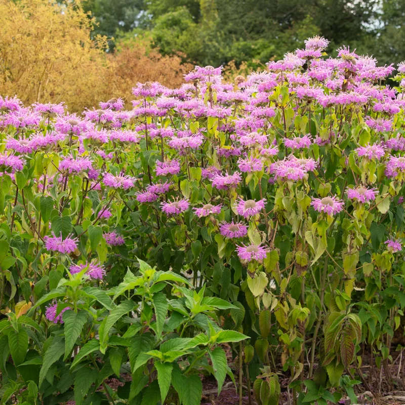 Monarde fistuleuse