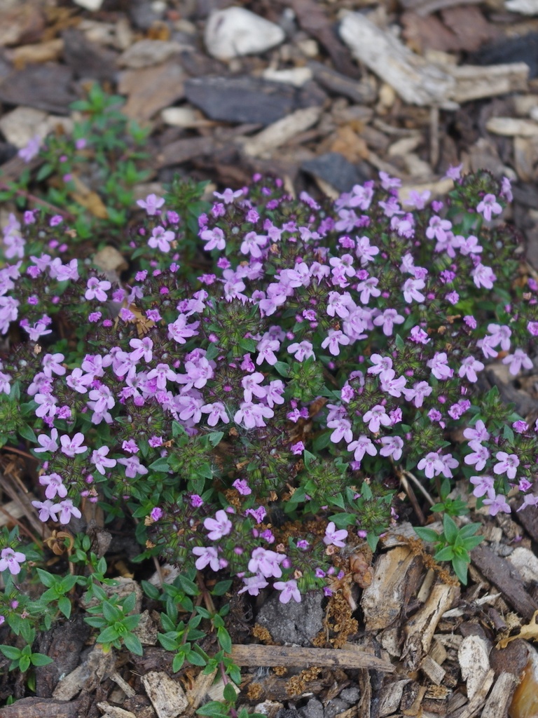 Thym corse "herbe à baronne"