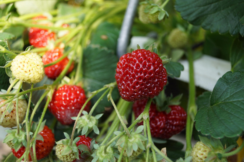 Fraisier Frau mieze Schindler