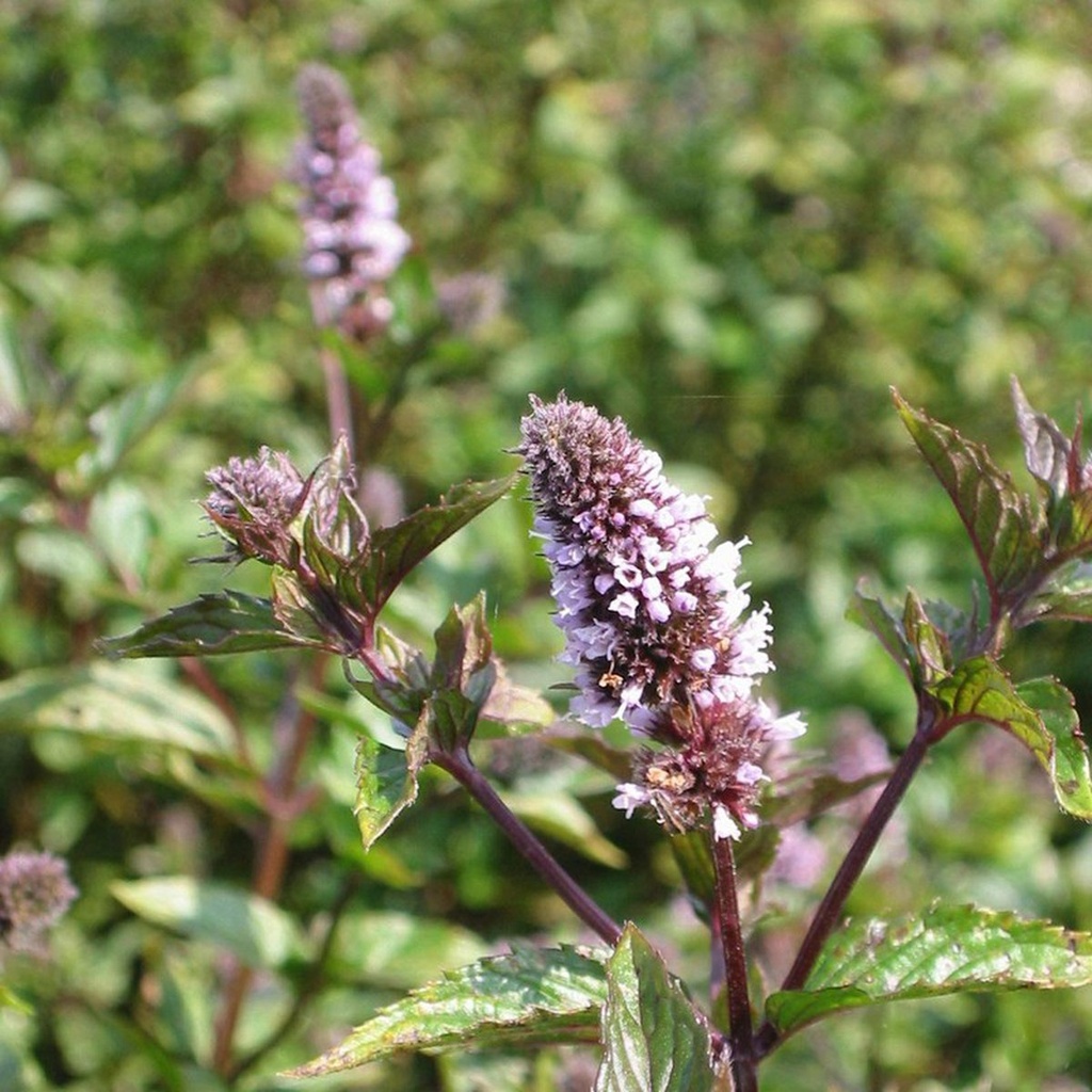 Menthe rouge