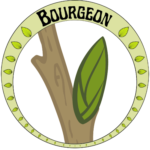 Membre Bourgeon