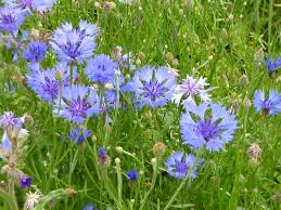 Bleuet des champs