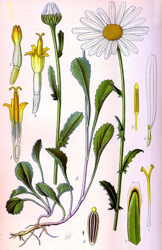 Marguerite des prés - graines