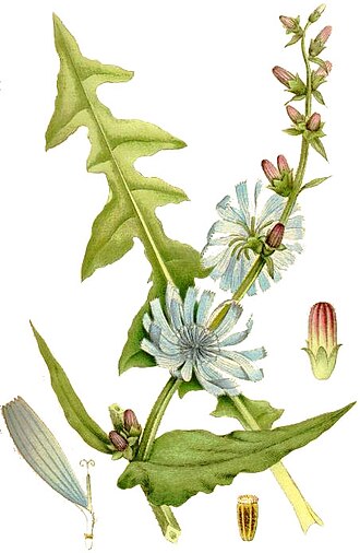 Chicorée sauvage - graines