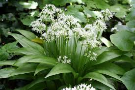 Ail des ours