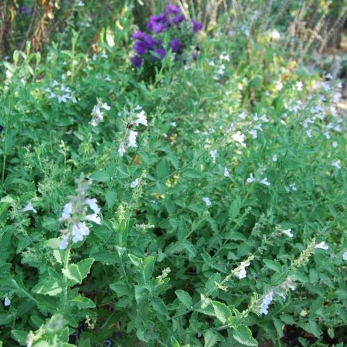 Sauge officinale rampante