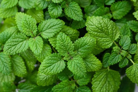 Mélisse goût orange