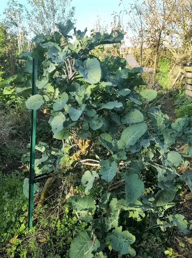 Chou Perpétuel Purple Tree