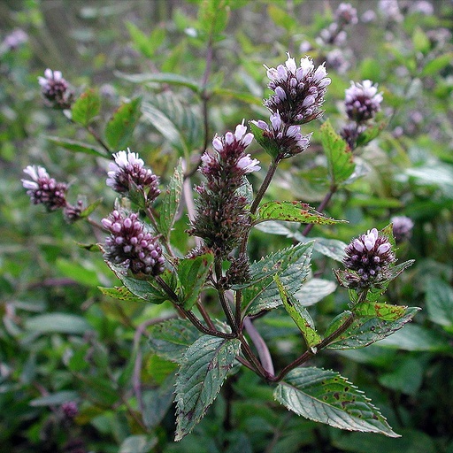 Menthe poivrée