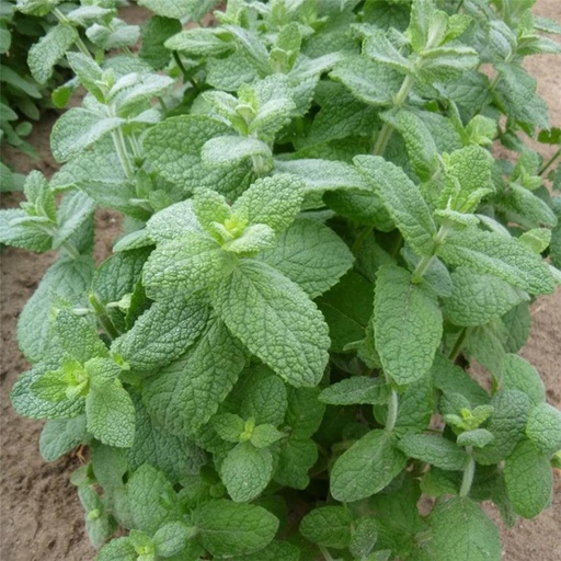Menthe pomme