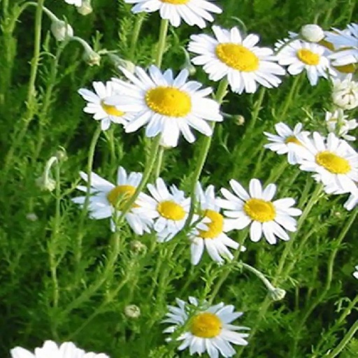 Camomille noble
